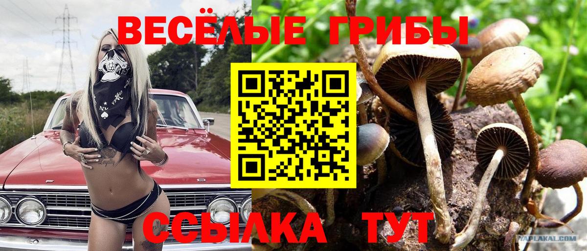 Псилоцибиновые грибы GOLDEN TEACHER Бахчисарай